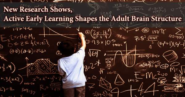 New Research Shows, Active Early Learning Shapes the Adult Brain Structure