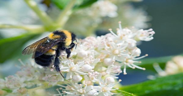 Don’t Step On a Bee Day: these Charismatic Pollinators Need Our Help