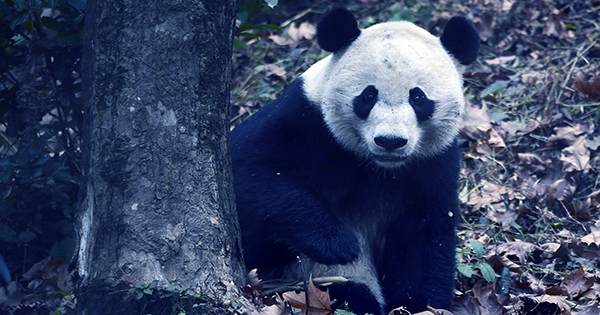 Giant Pandas No Longer Classified as Endangered in the Wild, China Announces