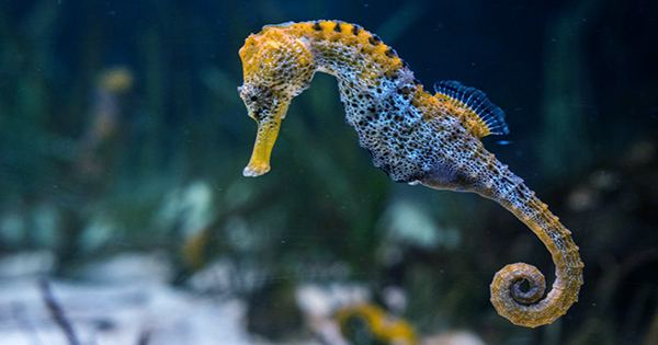 How do Male Seahorses give Birth? Study Unlocks Genetic Key to Male Pregnancy