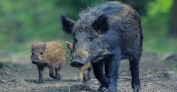 In Fukushima, Wild Boar and Escaped Farm Pigs have been Canoodling