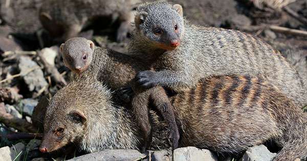 Mongooses Evolved a Fair Society because Parents don’t Know which Pups are theirs