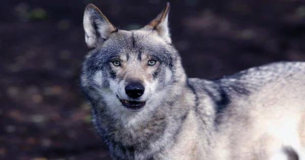 New Laws Spell Doom for Wolves in Montana, Idaho, and South Dakota
