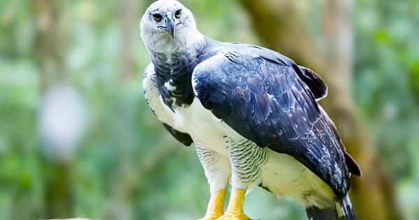 One of World’s Largest Eagles Left Struggling to Feed their Young Due to Deforestation