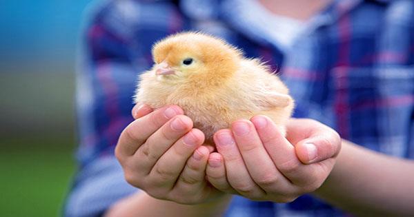 Please Refrain from Kissing your Chickens, CDC Urges