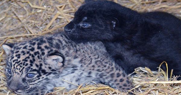 Rare Adorable Black Jaguar Cub Born at Big Cat Sanctuary in the UK