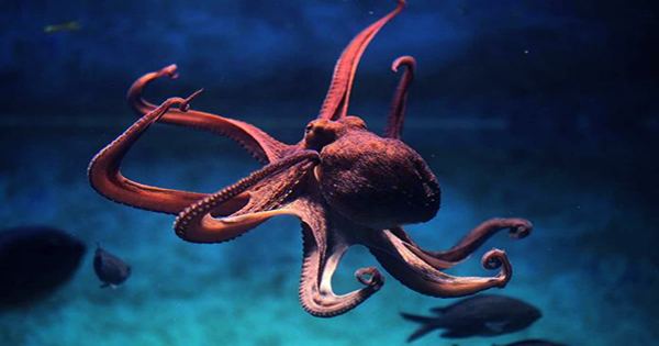 Rare Glass Octopus and Fish-Stealing Crabs Among Awesome New Deep-Sea Footage