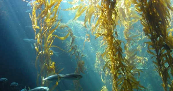 Researchers Discover the Health Benefits of Sugar Kelp Grown in Connecticut