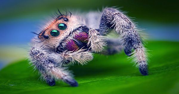 Spiders Hunt and Eat Snakes on Nearly Every Continent, Scientists Surprised to Discover