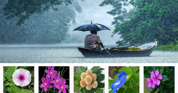 Importance of Rainy Season