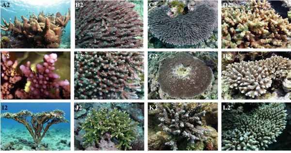 A Disease that Affects Corals has Molecular Origins
