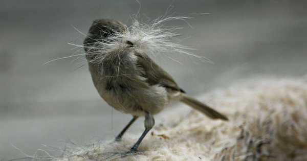 A Study Discovered Tufted Titmice Birds Steal Hair from Living Mammals