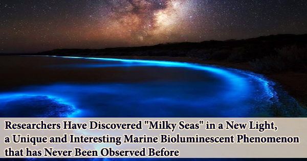 Researchers Have Discovered “Milky Seas” in a New Light, a Unique and Interesting Marine Bioluminescent Phenomenon that has Never Been Observed Before