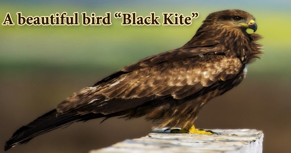 A beautiful bird “Black Kite”