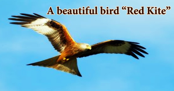 A beautiful bird “Red Kite”