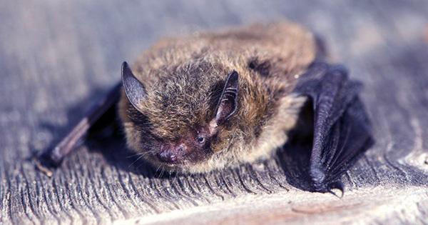 Baby Bat Babbling Bears Striking Resemblance to Human Babies