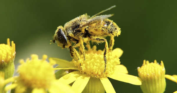 Bees are Harmed by Common Insecticides in Any Quantity