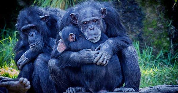 Bonobos and Chimps Signal Hello and Goodbye to begin and End Interactions