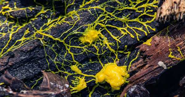 Brainless Slime Mold is Able to Assess its Environment to Make Decisions