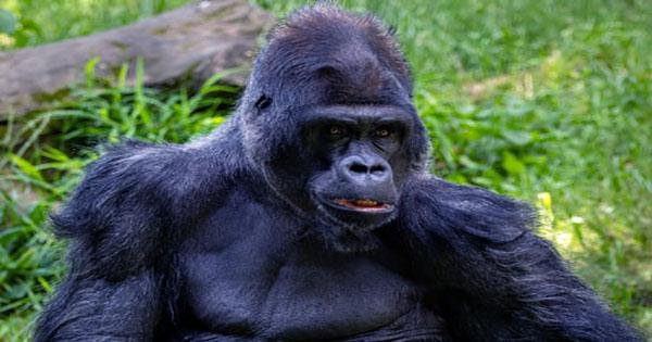 Chimpanzees Seen Killing Gorillas for the First Time