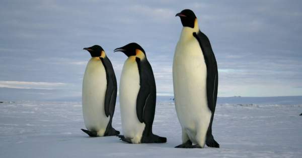 Climate Change is Putting Emperor Penguins in Danger