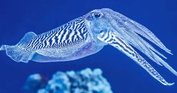 Cuttlefishes ‘Memory doesn’t Decline with Age; Let’s Stay on their Good ...