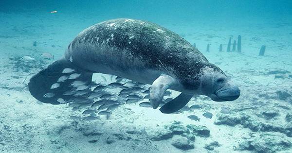 Florida Manatee Death Count for 2021 Already Surpasses Every Year on Record