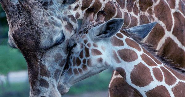 Giraffes are Actually Highly Socially Complex, On Par with Elephants and Killer Whales