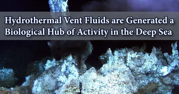 Hydrothermal Vent Fluids are Generated a Biological Hub of Activity in the Deep Sea