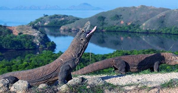 Indonesia’s Komodo Island “Jurassic Park” will Still go Ahead, Despite how that Sounds