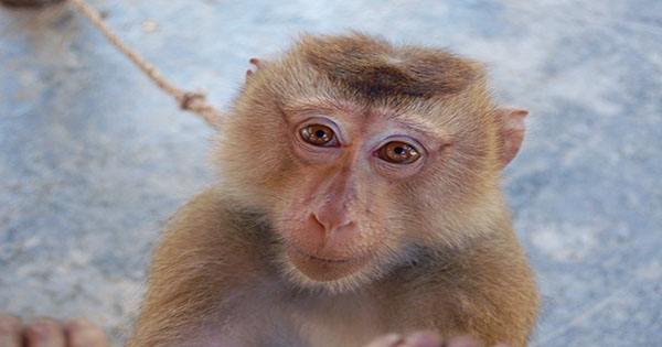 Japanese Nature Reserve Welcomes its Feisty First Female Alpha Macaque