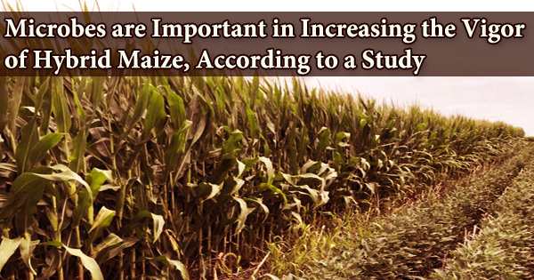 Microbes are Important in Increasing the Vigor of Hybrid Maize, According to a Study