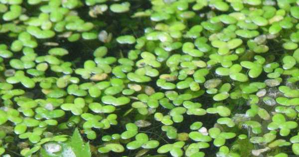 Modest Duckweed Pond Plants can Help Researchers to Grow Better Harvests