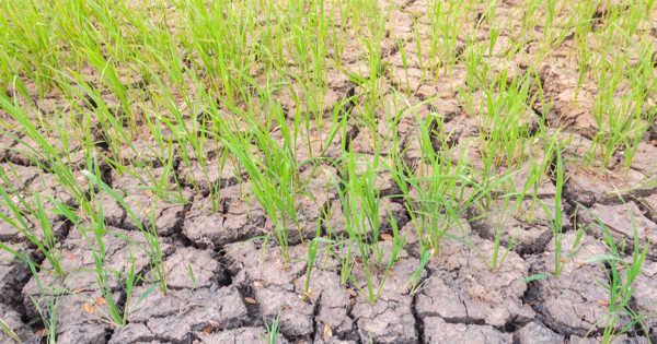 Rice Root Microbiome Changes due to Drought