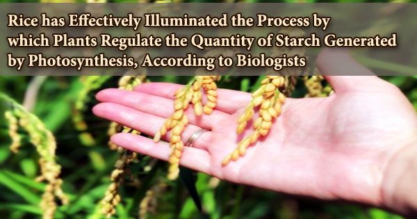 Rice has Effectively Illuminated the Process by which Plants Regulate the Quantity of Starch Generated by Photosynthesis, According to Biologists