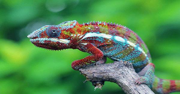 Robot Chameleon that Actively Camouflages itself into Surroundings Created by Scientists