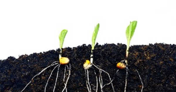 Scientists Identified a Gene in Corn that Regulates the Angle at which Roots Grow