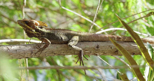 Sticky Toepads Allow Arboreal Lizards to Interact with Trees