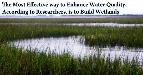 The Most Effective way to Enhance Water Quality, According to Researchers, is to Build Wetlands