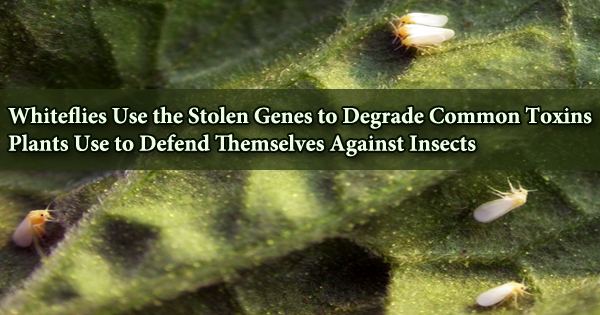 Whiteflies Use the Stolen Genes to Degrade Common Toxins Plants Use to Defend Themselves Against Insects