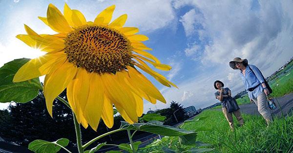 Why Scientists Plant Sunflowers after Nuclear Disasters