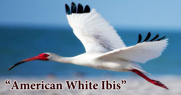 A beautiful bird “American White Ibis”