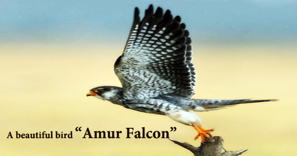 A beautiful bird “Amur Falcon”