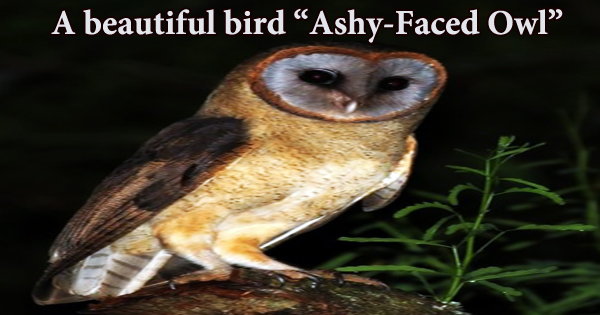 A beautiful bird “Ashy-Faced Owl”