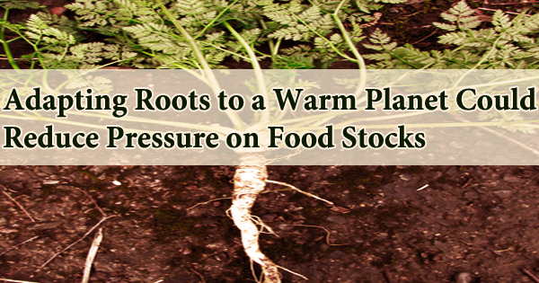 Adapting Roots to a Warm Planet Could Reduce Pressure on Food Stocks