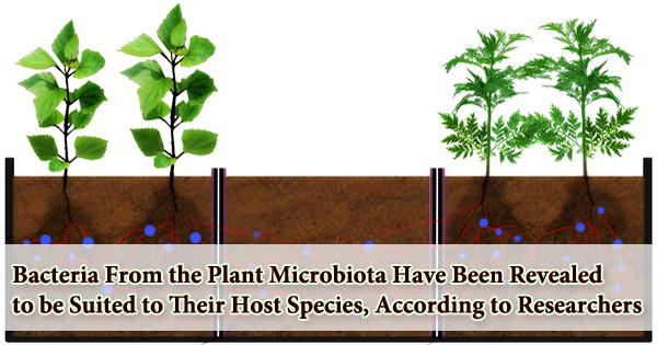 Bacteria From the Plant Microbiota Have Been Revealed to be Suited to Their Host Species, According to Researchers