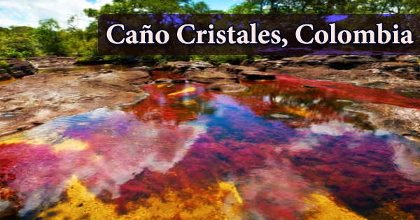 Caño Cristales (the River of Five Colors), Colombia