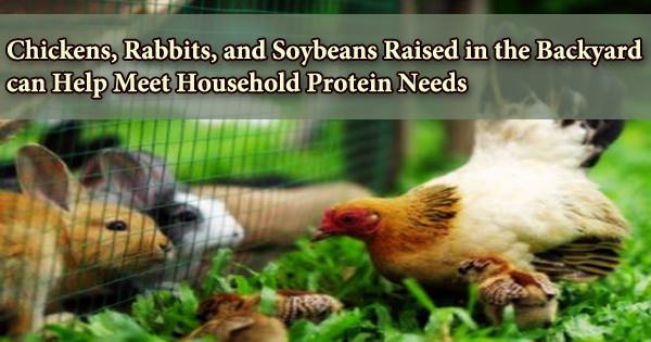 Chickens, Rabbits, and Soybeans Raised in the Backyard can Help Meet Household Protein Needs