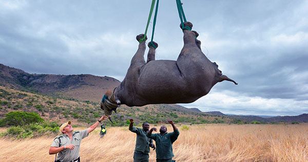 Dangling Rhinos and Decongesting Orgasms Win this Year’s Ig Nobel Awards
