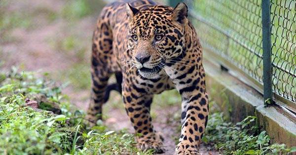 Florida Man Sticks Hand into Zoo Enclosure and Taunts Jaguar, Gets Severely Clawed